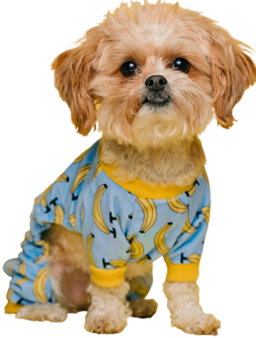 imagen de perro