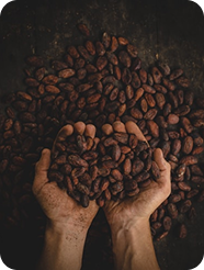 Manos sosteniendo granos de café